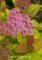 Spirea, Double Play Big Bang #2 Container