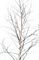 Birch, Branch 8-10', Each