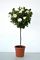 Gardenia, Aimee Patio Tree 10" Container