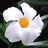 Mandevilla, Sun Parasol® Giant White Staked 12" Container