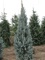 Spruce, Colorado Blue Upright 4' B&B