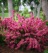 Weigela, Sonic Bloom Pink #2 Container