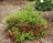 Weigela, Sonic Bloom™ Red #2 Container