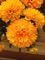 Coreopsis, Solanna™ Golden Sphere #1 Container