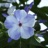 Phlox, Pan Flame® Blue #1 Container