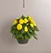 Begonia, Tuberous 10" Hanging Basket