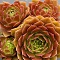 Sempervivum, Rocknoll Rosette #1 Container