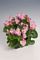 Begonia, Super Olympia Pink Flat of 48