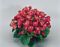 Begonia, Super Olympia® Rose Flat of 48