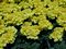 Marigold, Bonanza™ Yellow Flat of 48