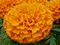Marigold, Taishan® Orange Flat of 48