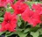 Petunia, Pretty Grand™ Red Flat of 48