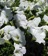 Petunia, Pretty Grand™ White Flat of 48