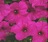 Petunia, Easy Wave® Neon Rose Flat of 18