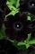Petunia, Crazytunia Black Mamba 4.33" Container