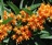 Asclepias, Butterfly Flower #1 Container