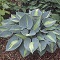 Hosta, Touch of Class #1 Container