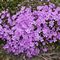 Phlox, Sub Emerald Pink 4" Container