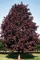 Maple, Royal Red 3" B&B