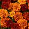 Marigold, Fireball 4.33" Container