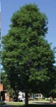 Honeylocust, Street Keeper® 2.5" B&B