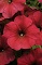 Petunia, Easy Wave® Berry Velour Flat of 18