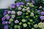 Hydrangea, Bloomstruck #3 Container