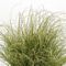 Gr. Carex ColorGrass Amazon Mist 4.33" Container
