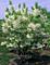 Fringetree, White Clump #15 Container
