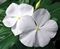 Vinca, SunStorm White Flat of 48