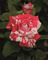 Hybrid Rose Tree, Neil Diamond #5 Container