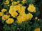 Chrysanthemum, Yellow 9" Container