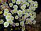 Chrysanthemum, White 9" Container