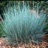 Grass, Schizachyrium Little Blue Stem #1 Container