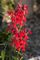 Lobelia, Cardinal Flower #1 Container