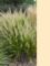Grass, Calamagrostis brachytricha #1 Container