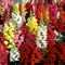 Snapdragon, Liberty Classic™ Mix Flat of 48