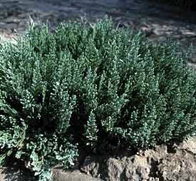 Departments Juniper Blue Forest 2 Container