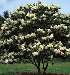 Ivory Silk Japanese Tree Lilac