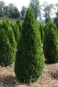 Arborvitae 4320621 Arborvitae Emerald