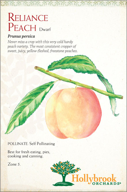 Peach 7g Reliance Dwf Z5