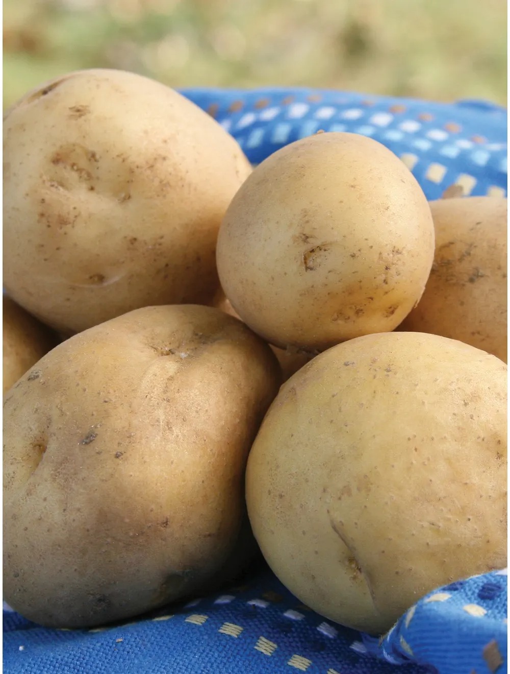 Seed Potato Kennebec