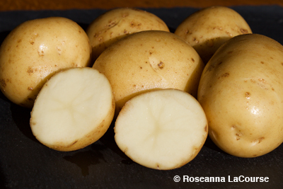 Seed Potato Eva