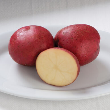 Seed Potato Red Norland