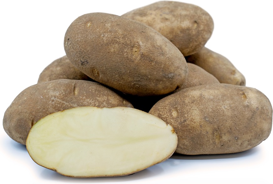 Seed Potato Russett