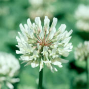 Grass Seed Clover White 1Lb