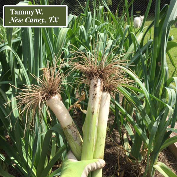 Leek Onion Bunch