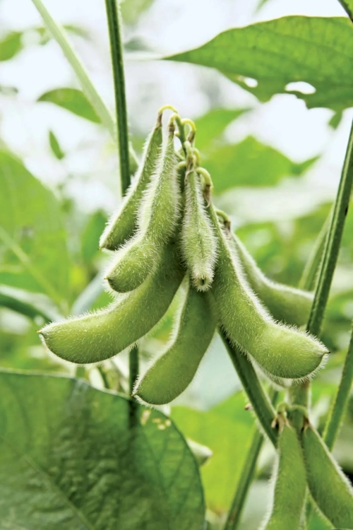 BioLogic Game Changer Soybeans 50lb