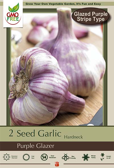Garlic 2pk Purple Glazer Med