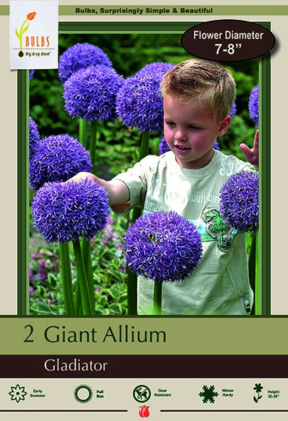 Allium 2pk Gladiator